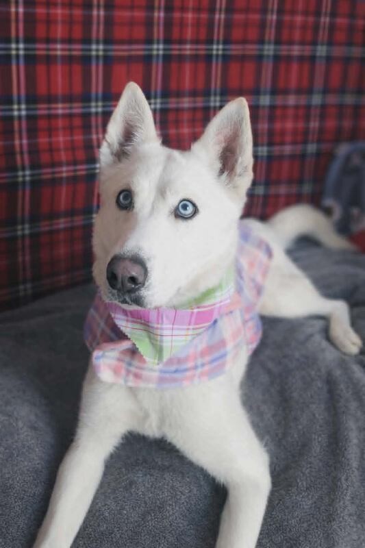 Picture of the Animal Listed